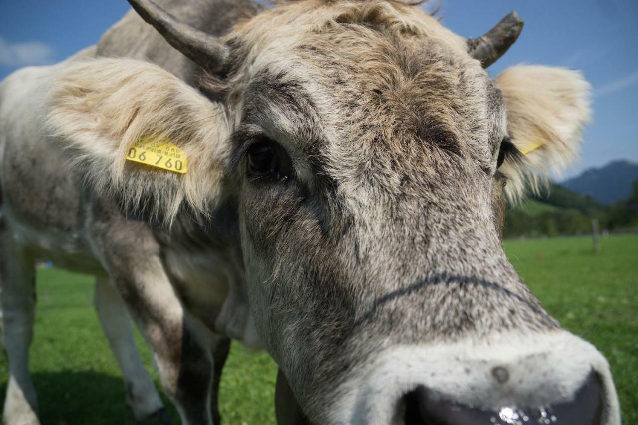 Geigers Ferienhaus Tiefenbach bei Oberstdorf Exteriör bild
