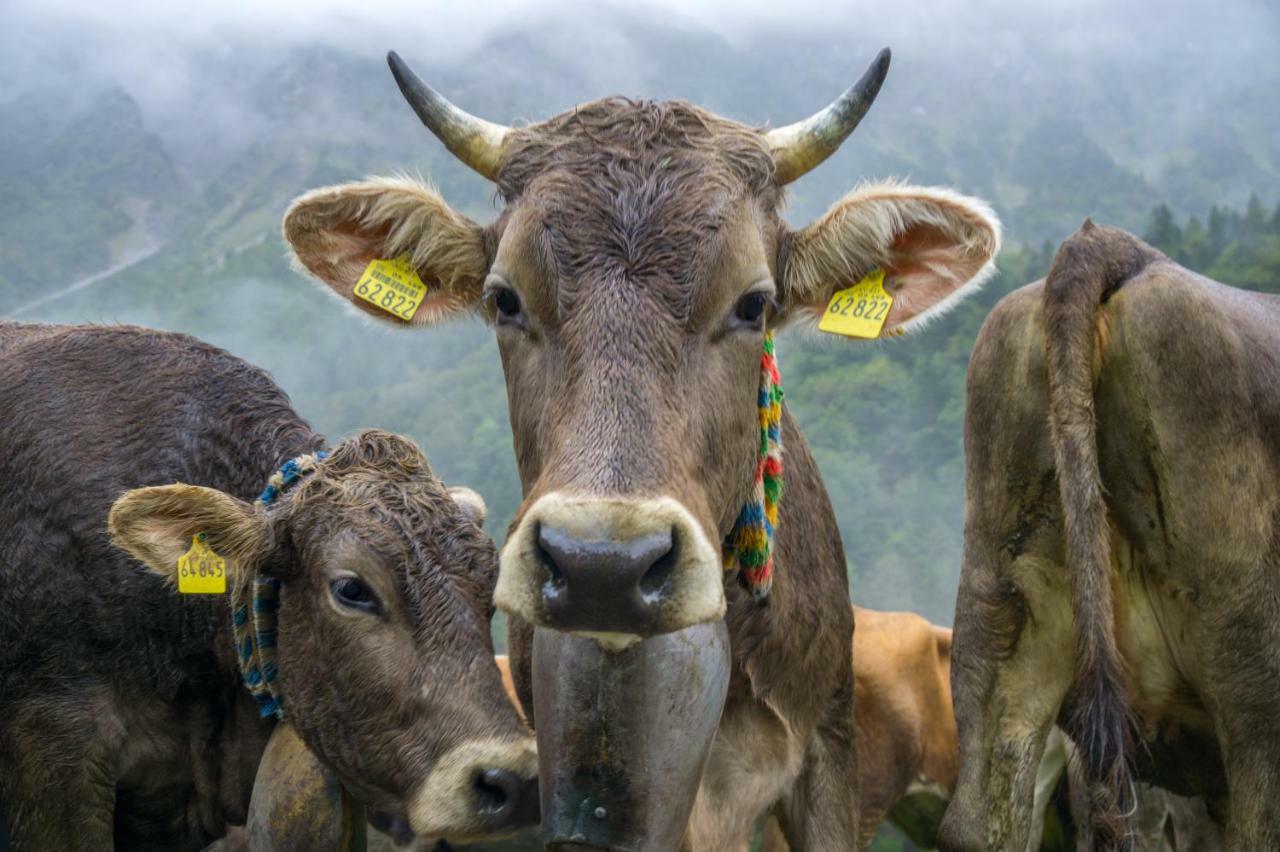 Geigers Ferienhaus Tiefenbach bei Oberstdorf Exteriör bild